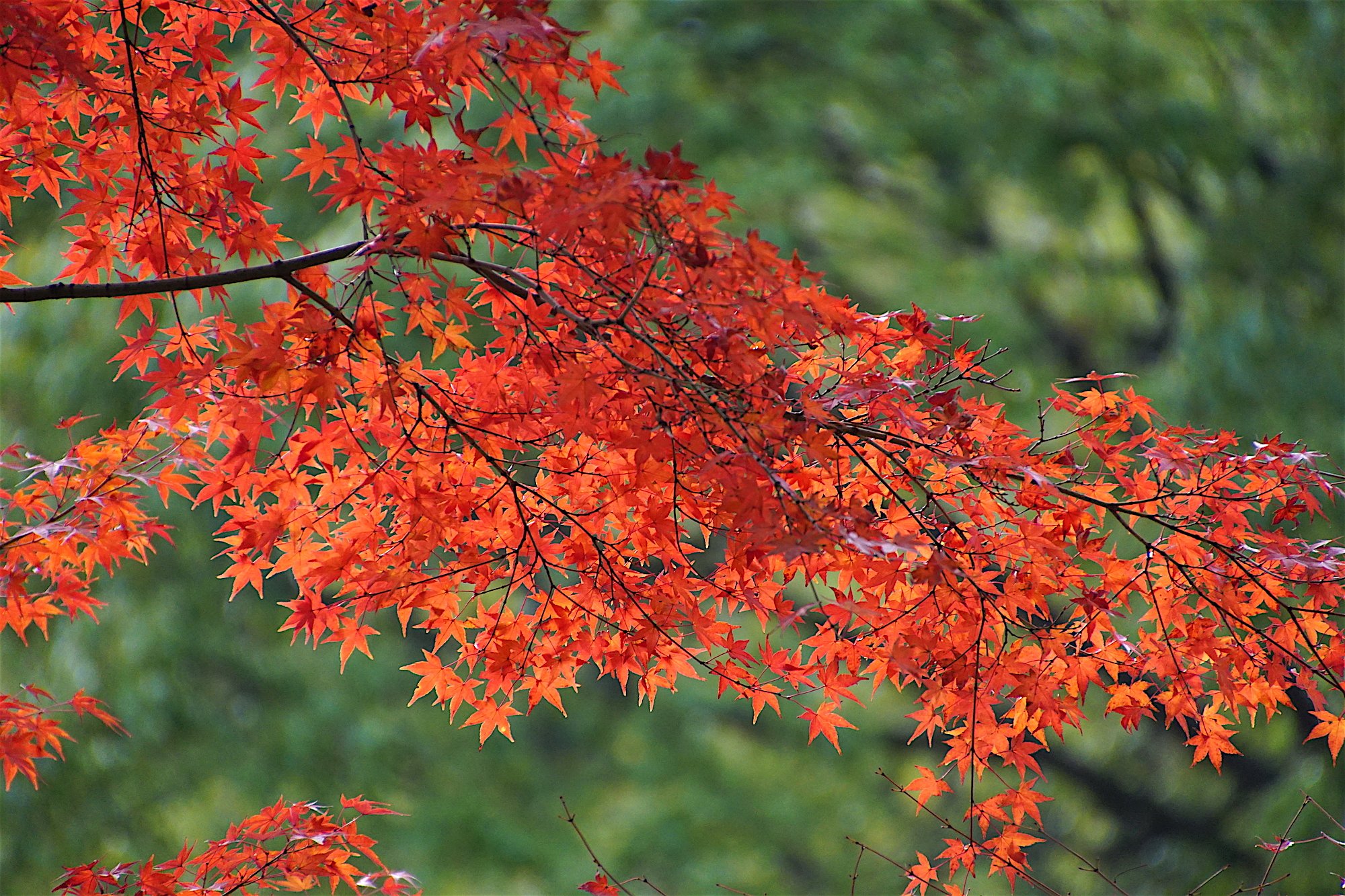 紅葉