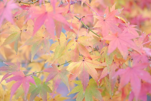 紅葉