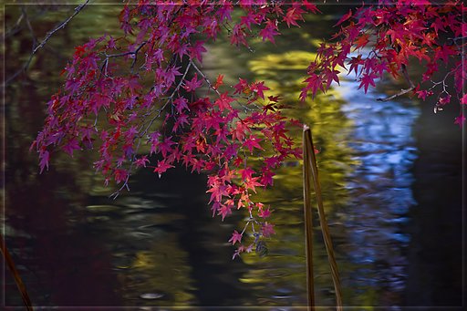蓮池紅葉池