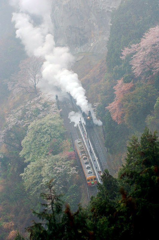 桜の山間に汽笛が響く