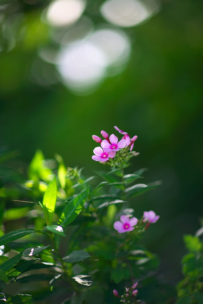 Canon 85 1.2L