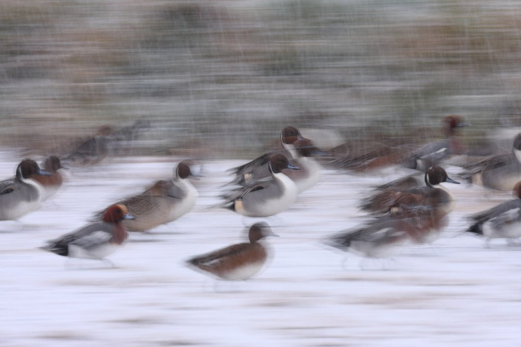 進撃のカモ