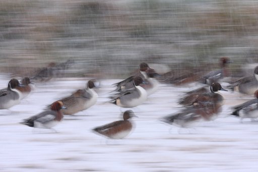 進撃のカモ