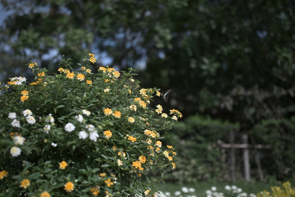 EF35 F1.4LⅡ