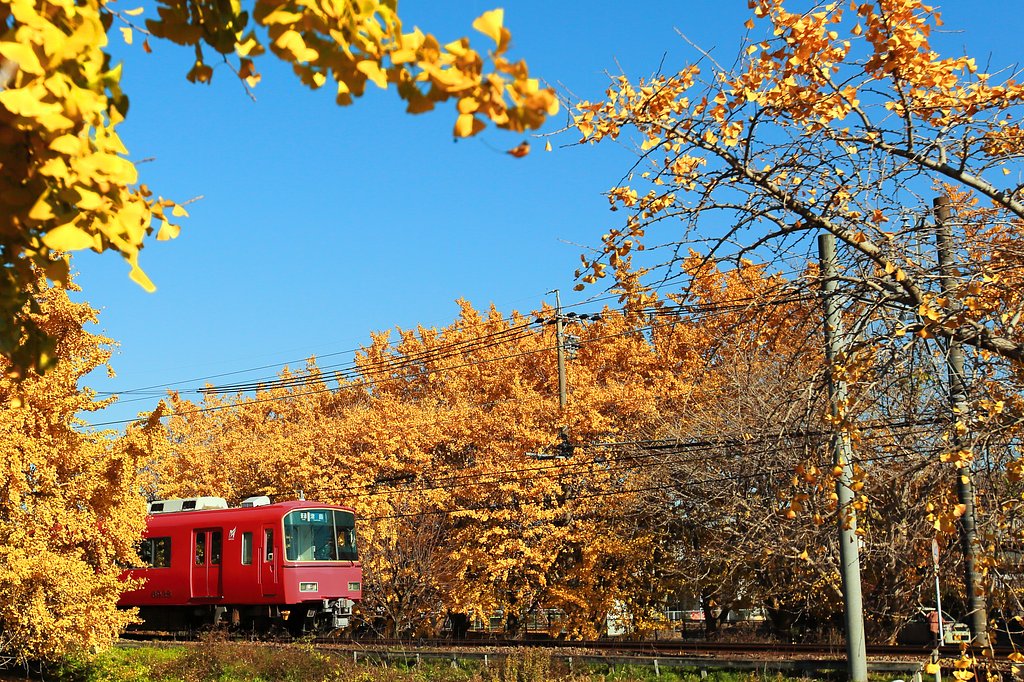 ギンナン電車
