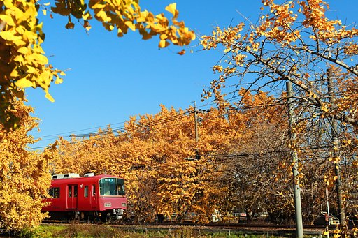 ギンナン電車