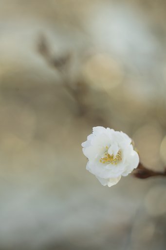 エルマー65mmF3.5