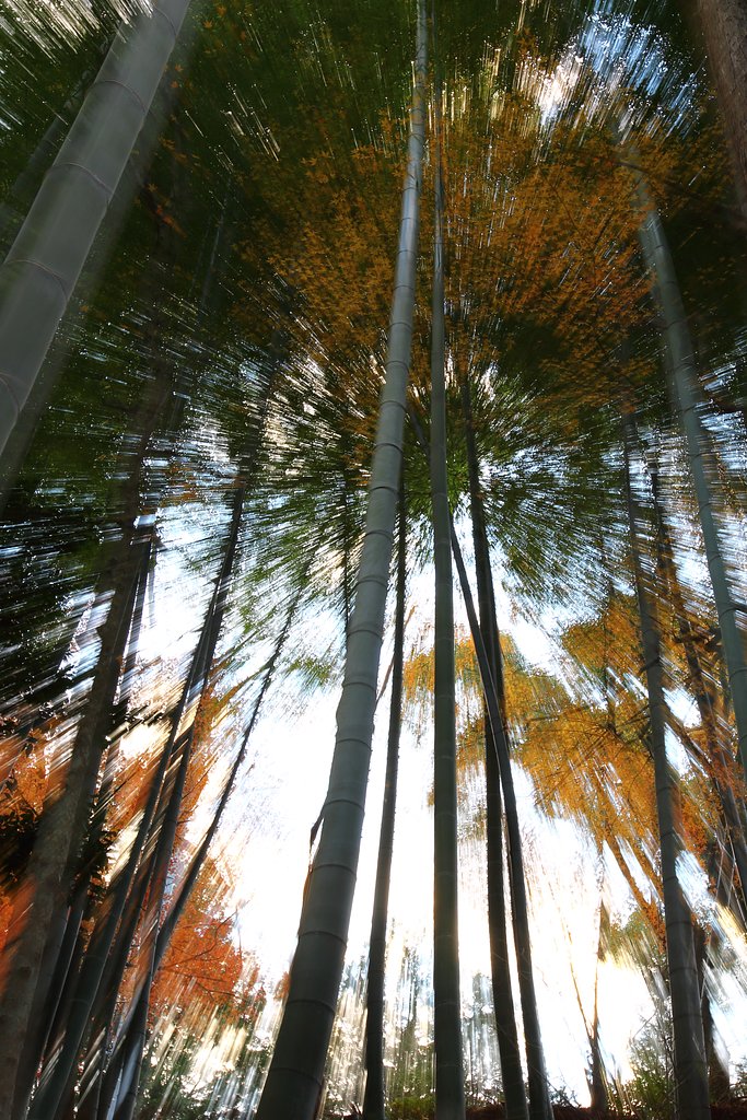竹林　お遊び