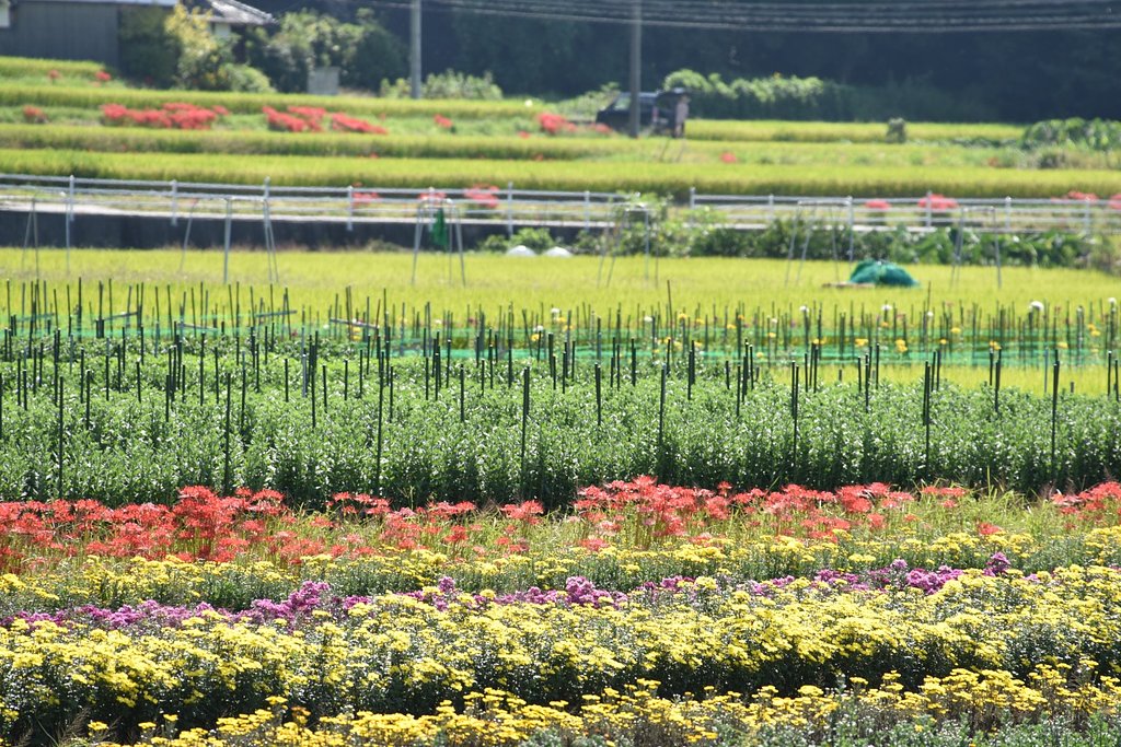 秋の花の競演２