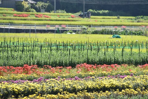 秋の花の競演２