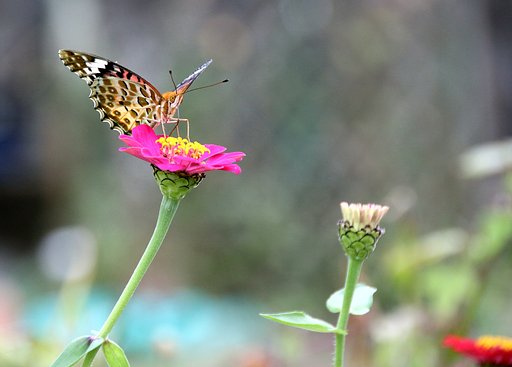 「花と蝶」