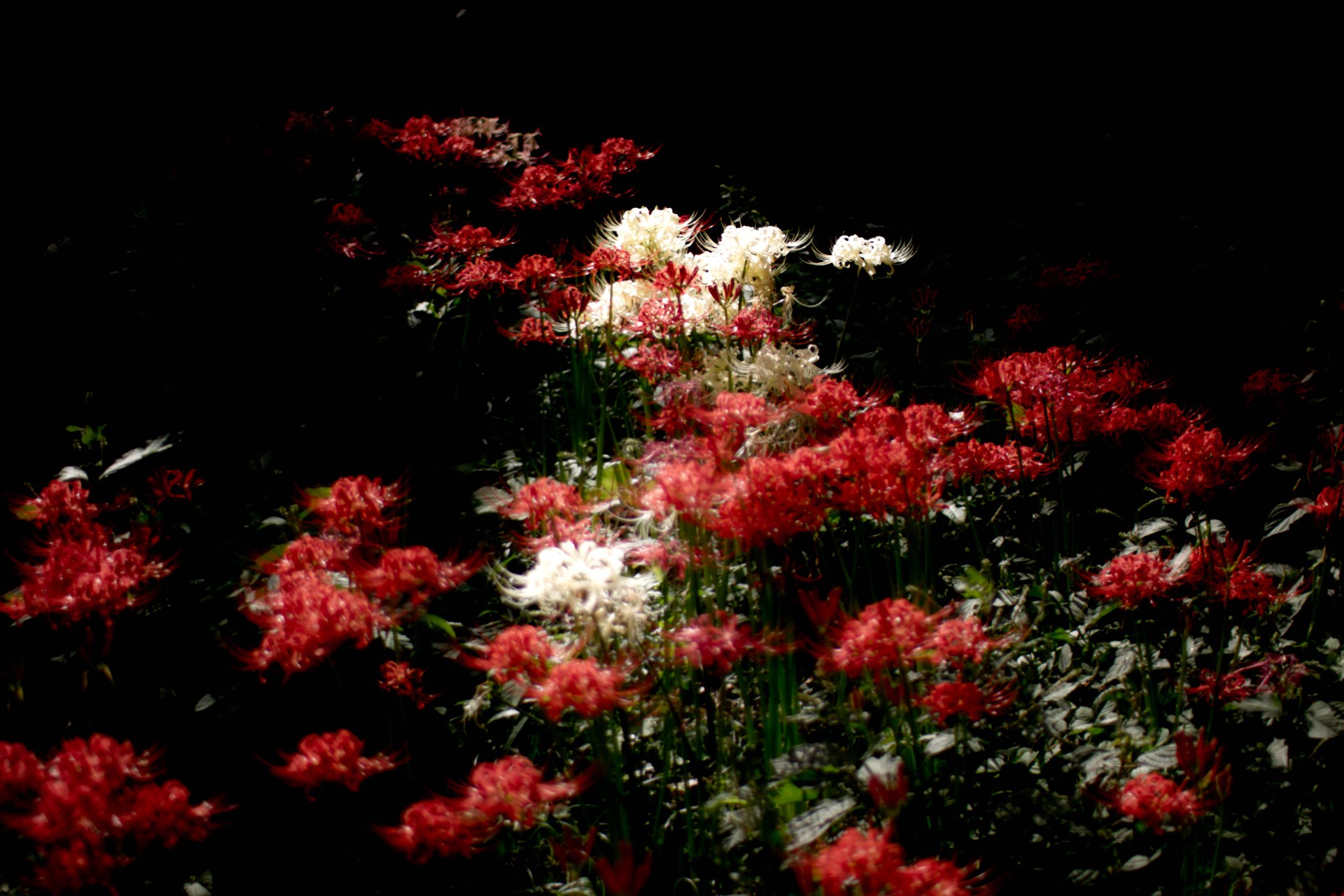 SIGMA 30mm F1.4 EX DC HSM