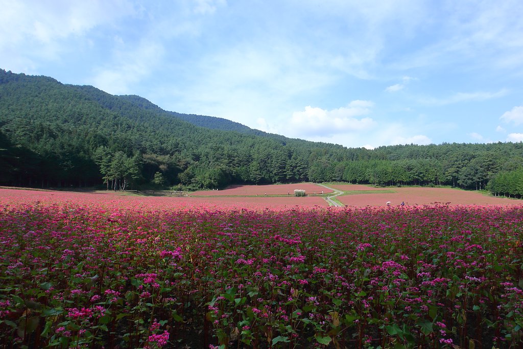 赤そばを撮りに　Ⅱ