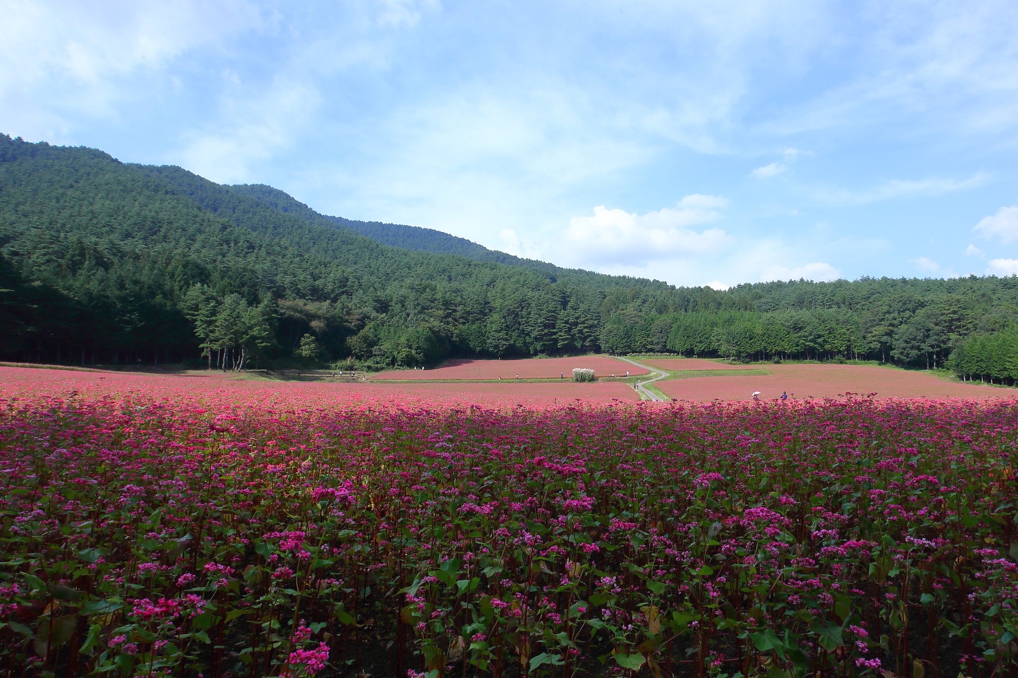 赤そばを撮りに　Ⅱ