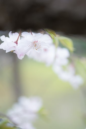 Y/C　Sプラナー６０mmF2.8