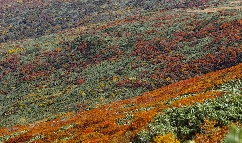 月山の紅葉