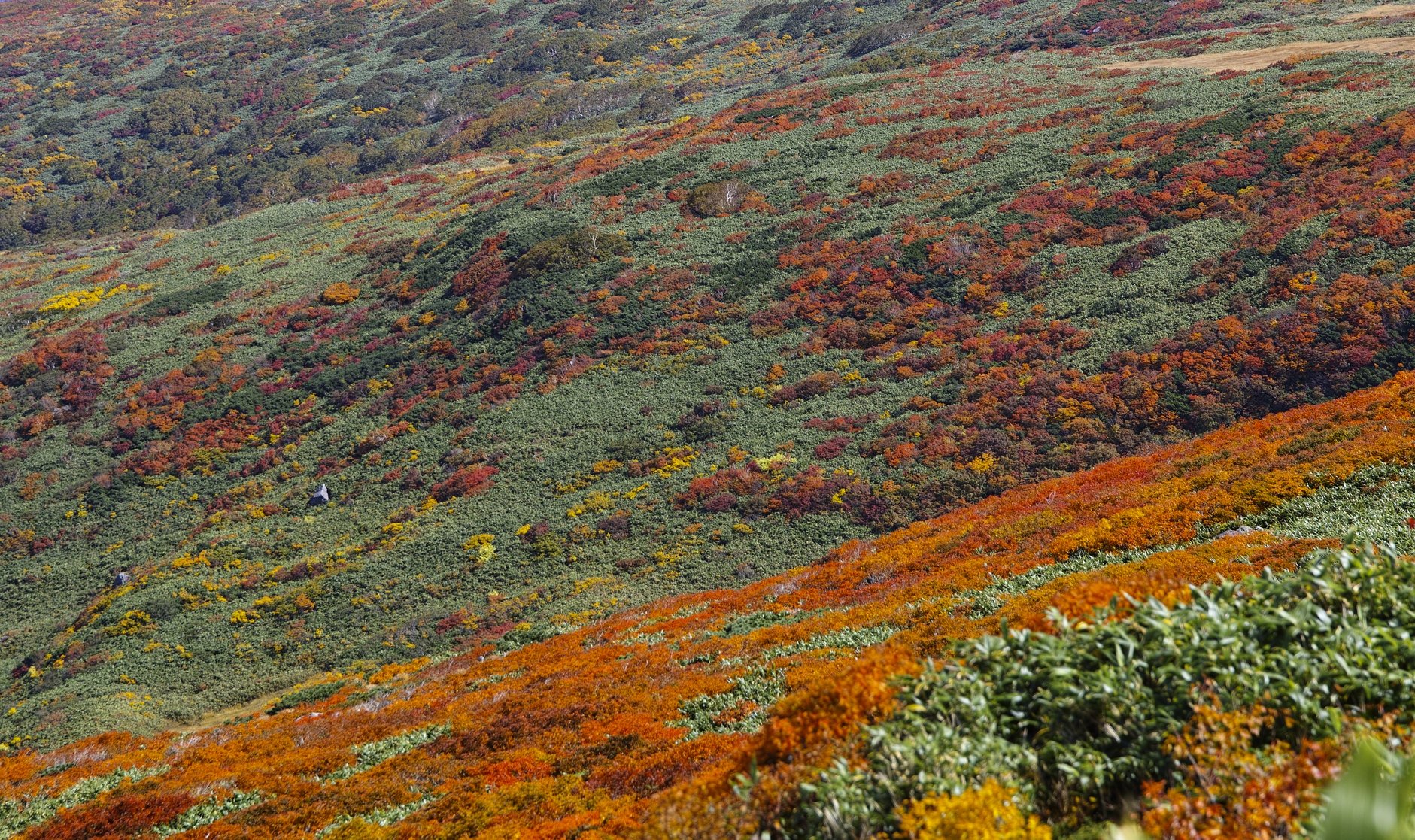 月山の紅葉