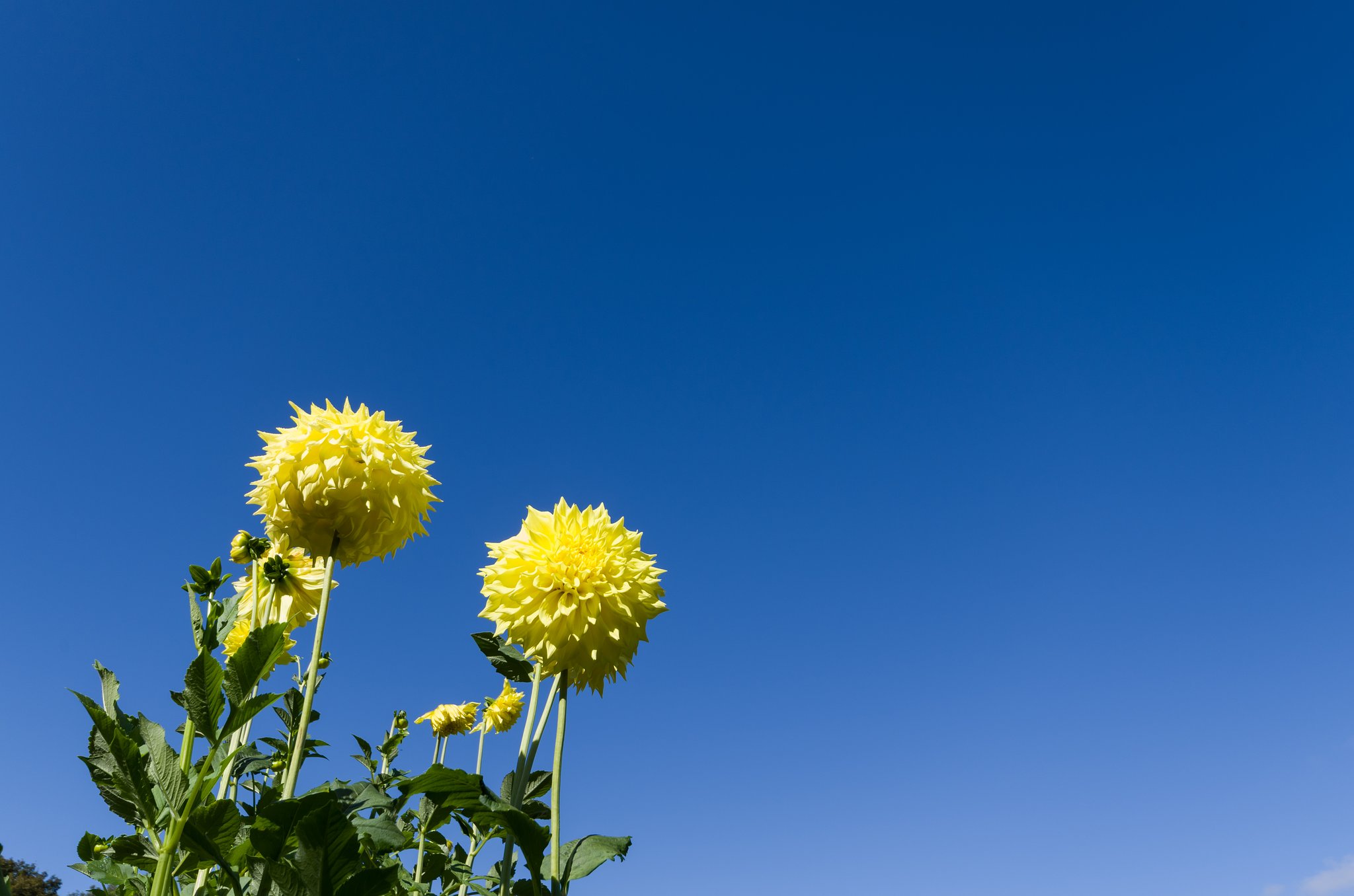SIGMA 10-20mm F4-5.6 