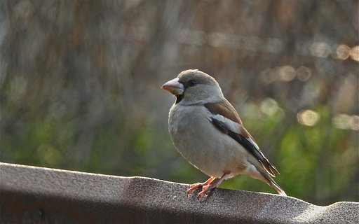 シメ