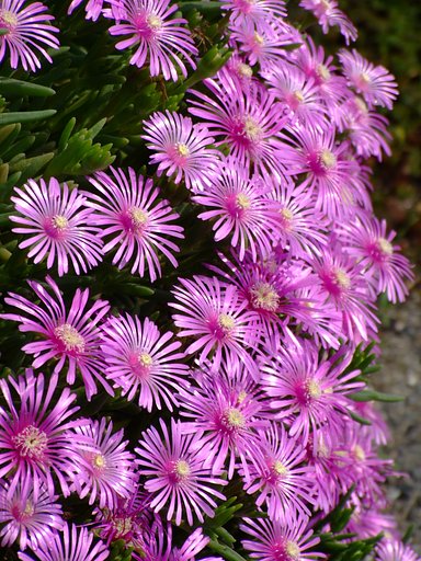 路傍の花