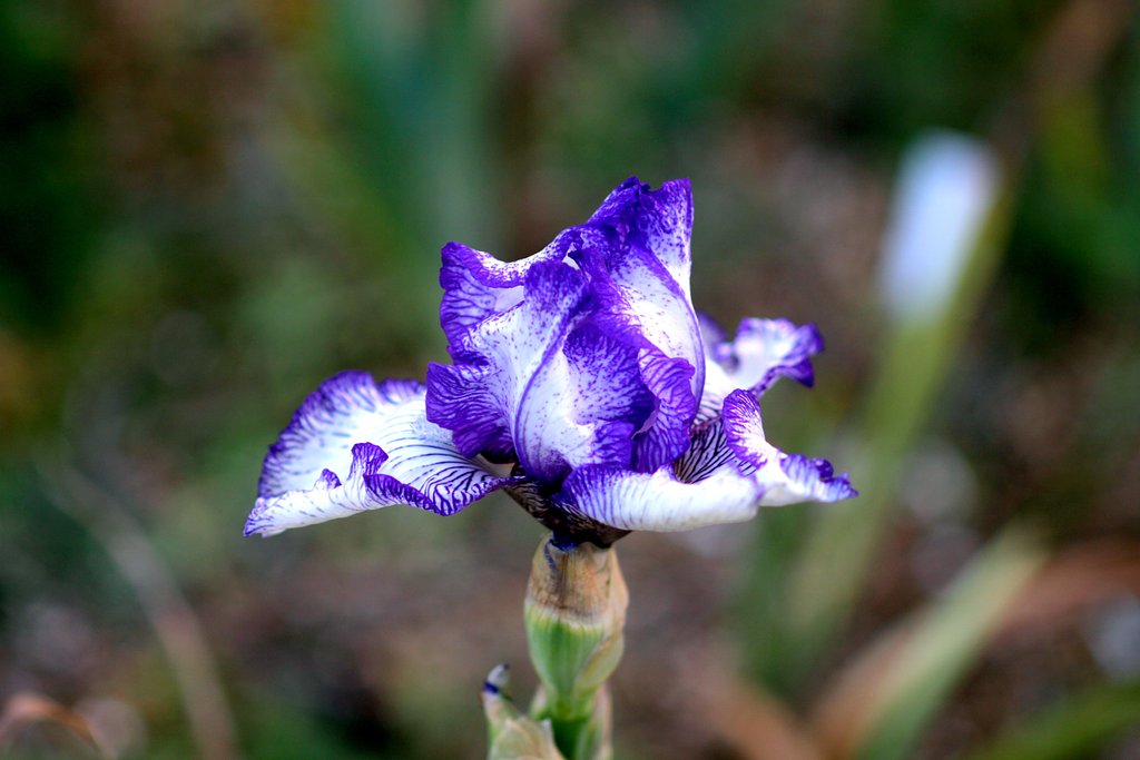 アヤメ科の花