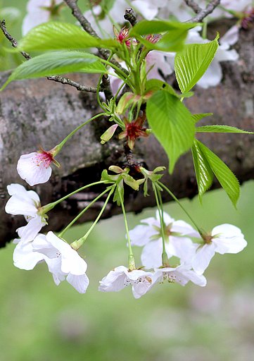 山桜