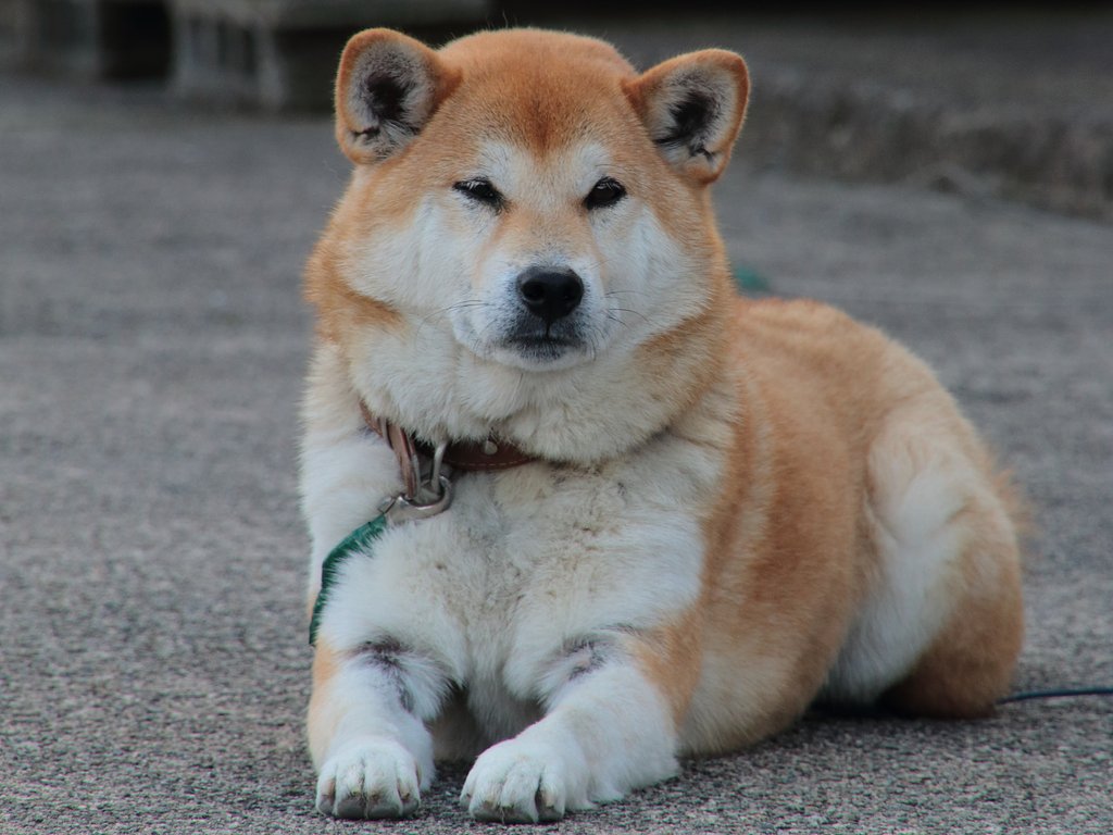 【笑】わんこの微笑み