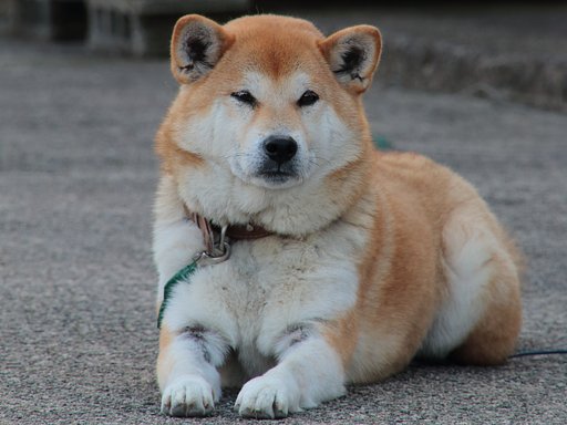【笑】わんこの微笑み