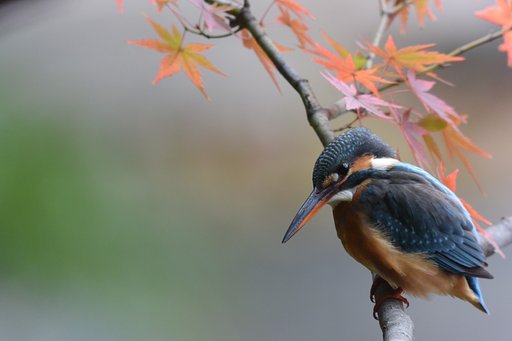 もみじカワセミ