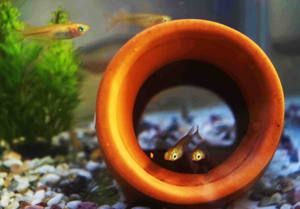 メダカ