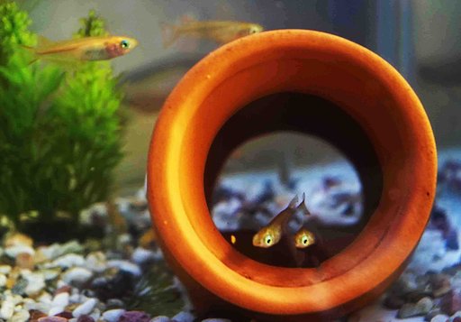 メダカ