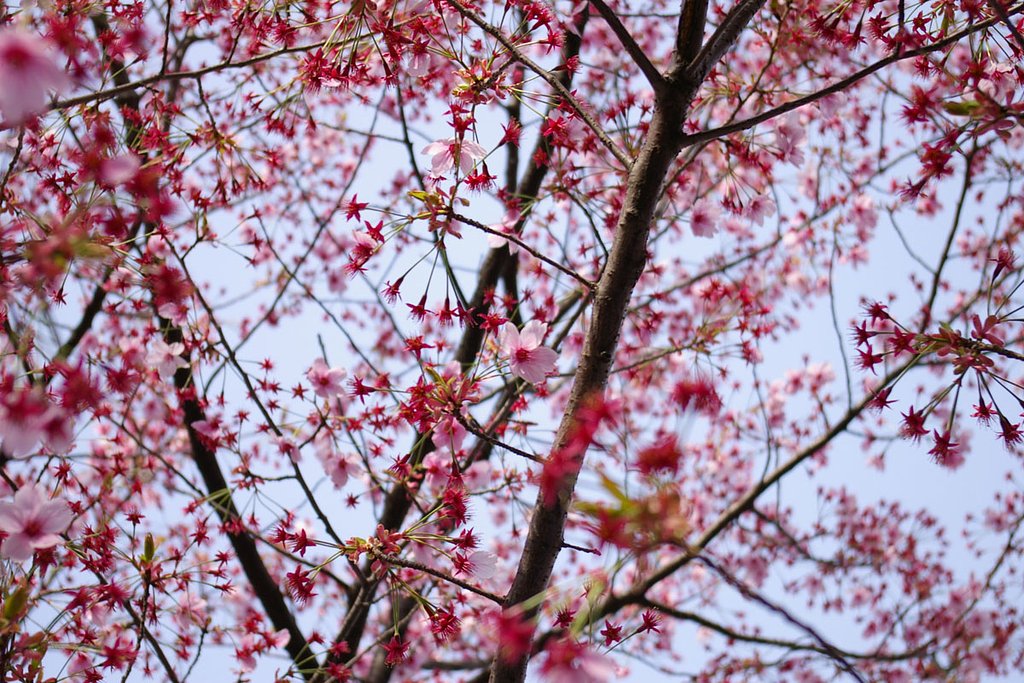 桜色の星