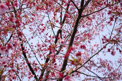 桜色の星