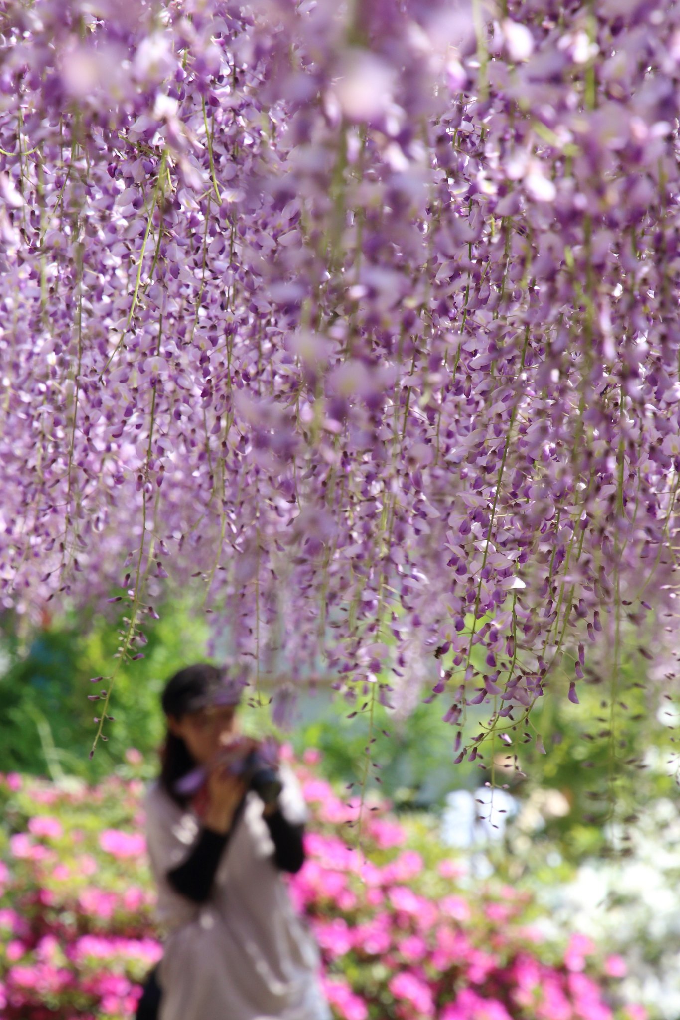 【今年の一枚】和気町藤公園