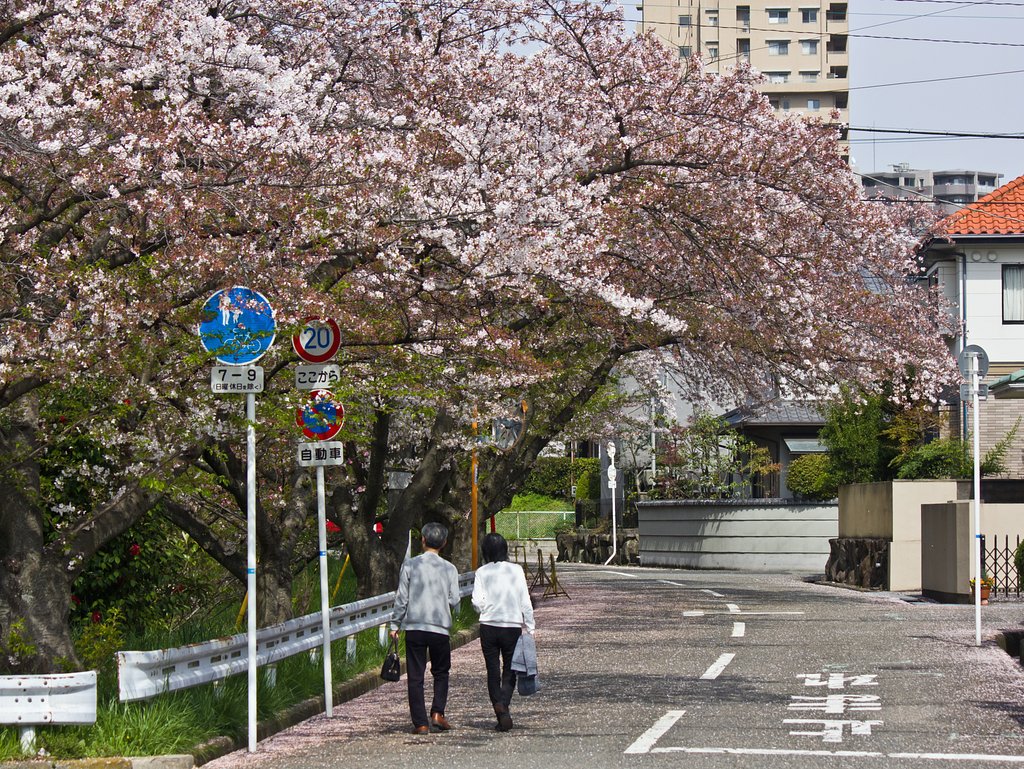 暖かい桜街角