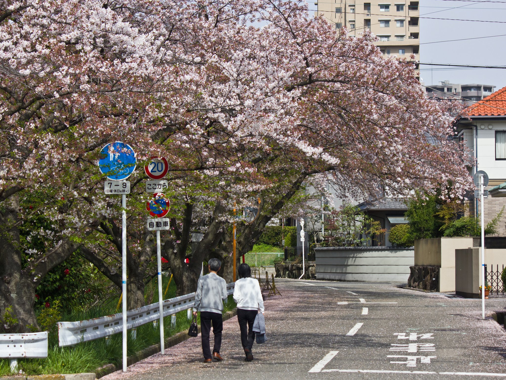暖かい桜街角