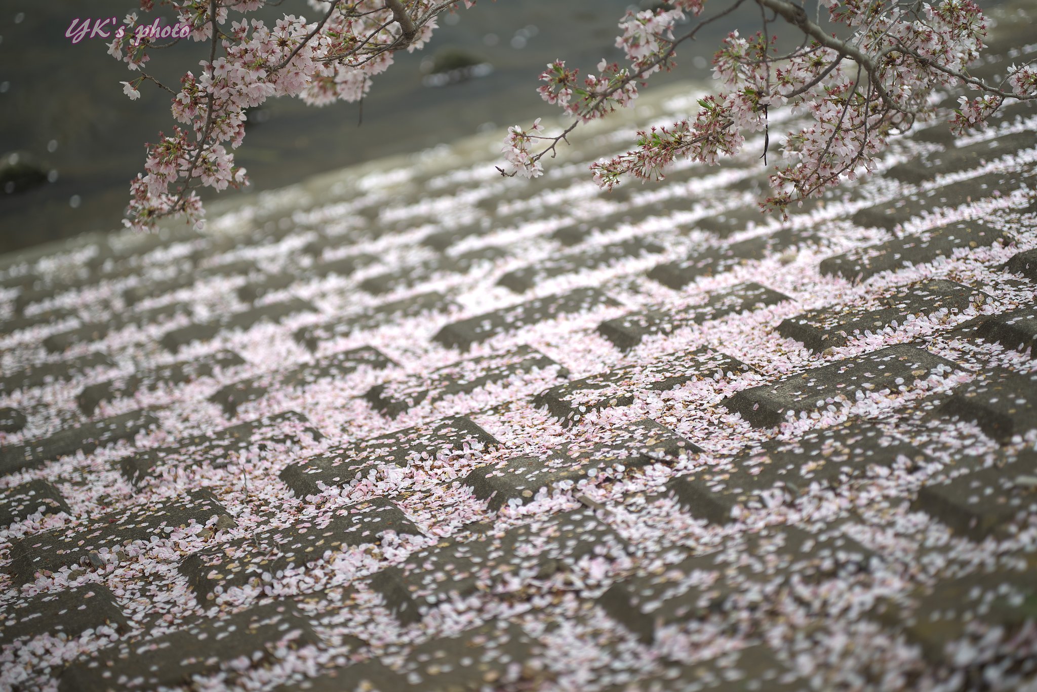 Otus85mmF1.4ZF2