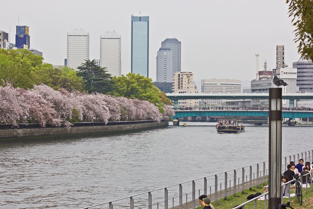 中之島の桜処
