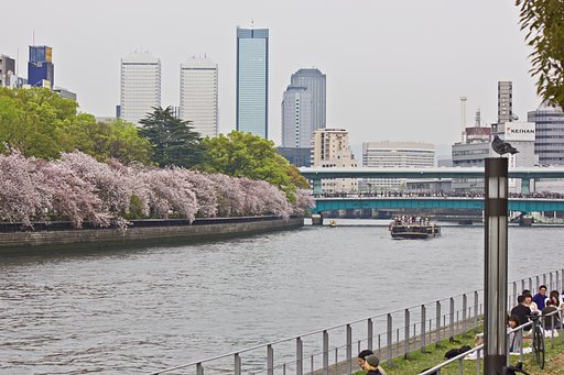 中之島の桜処