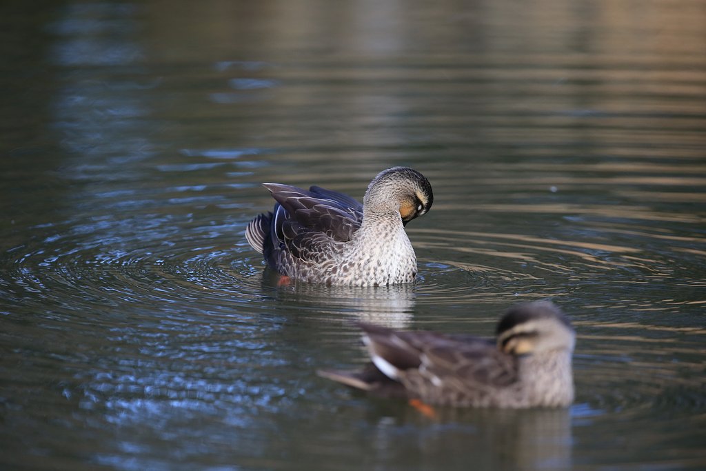 寛ぎの水紋