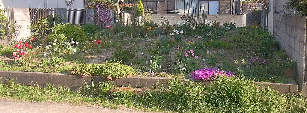 小さな花畑