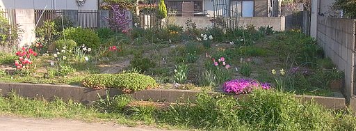 小さな花畑