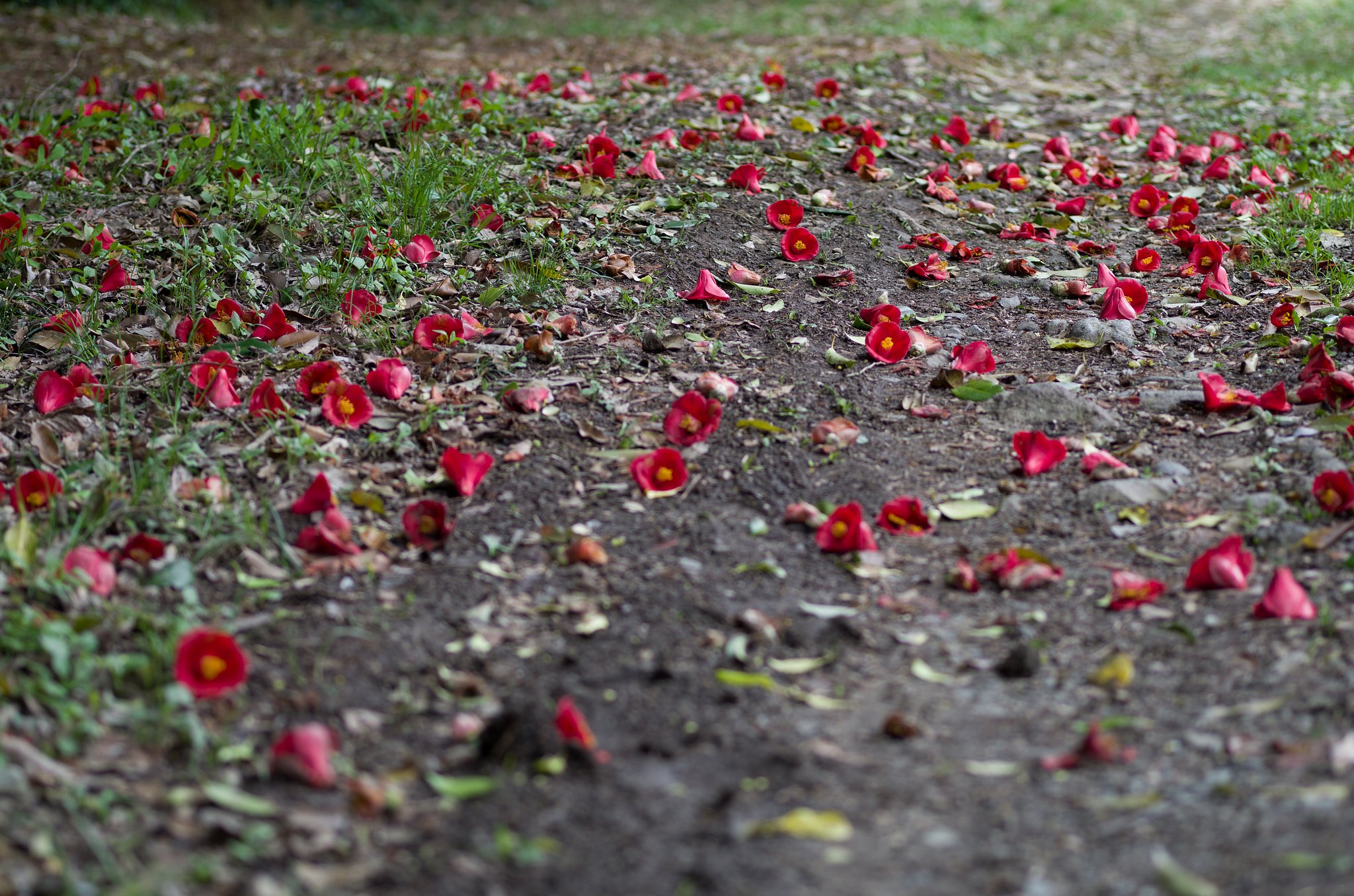 SIGMA MACRO 70mm F2.8