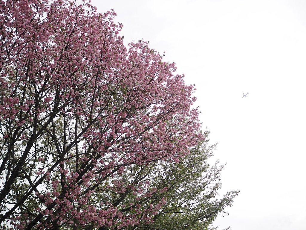 ようこそ、桜の国へ