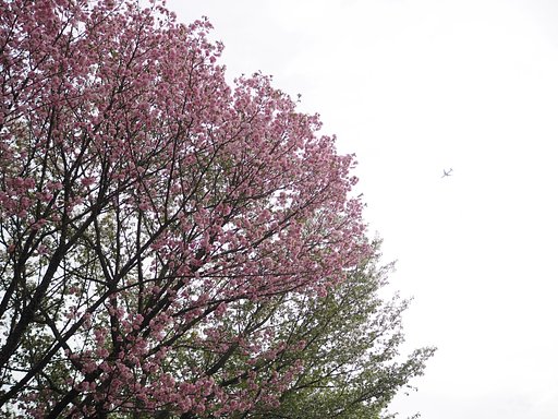 ようこそ、桜の国へ