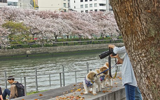 ワンの中之島