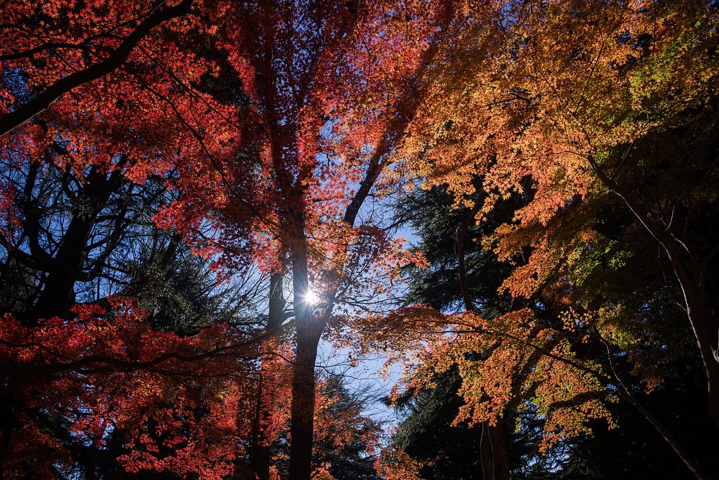Last Momiji