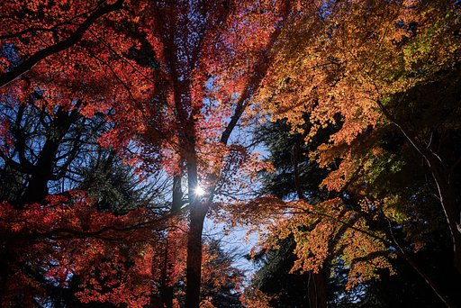 Last Momiji