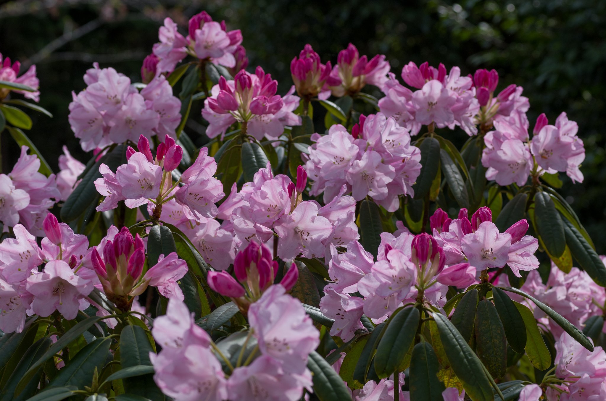 SIGMA MACRO 70mm F2.8