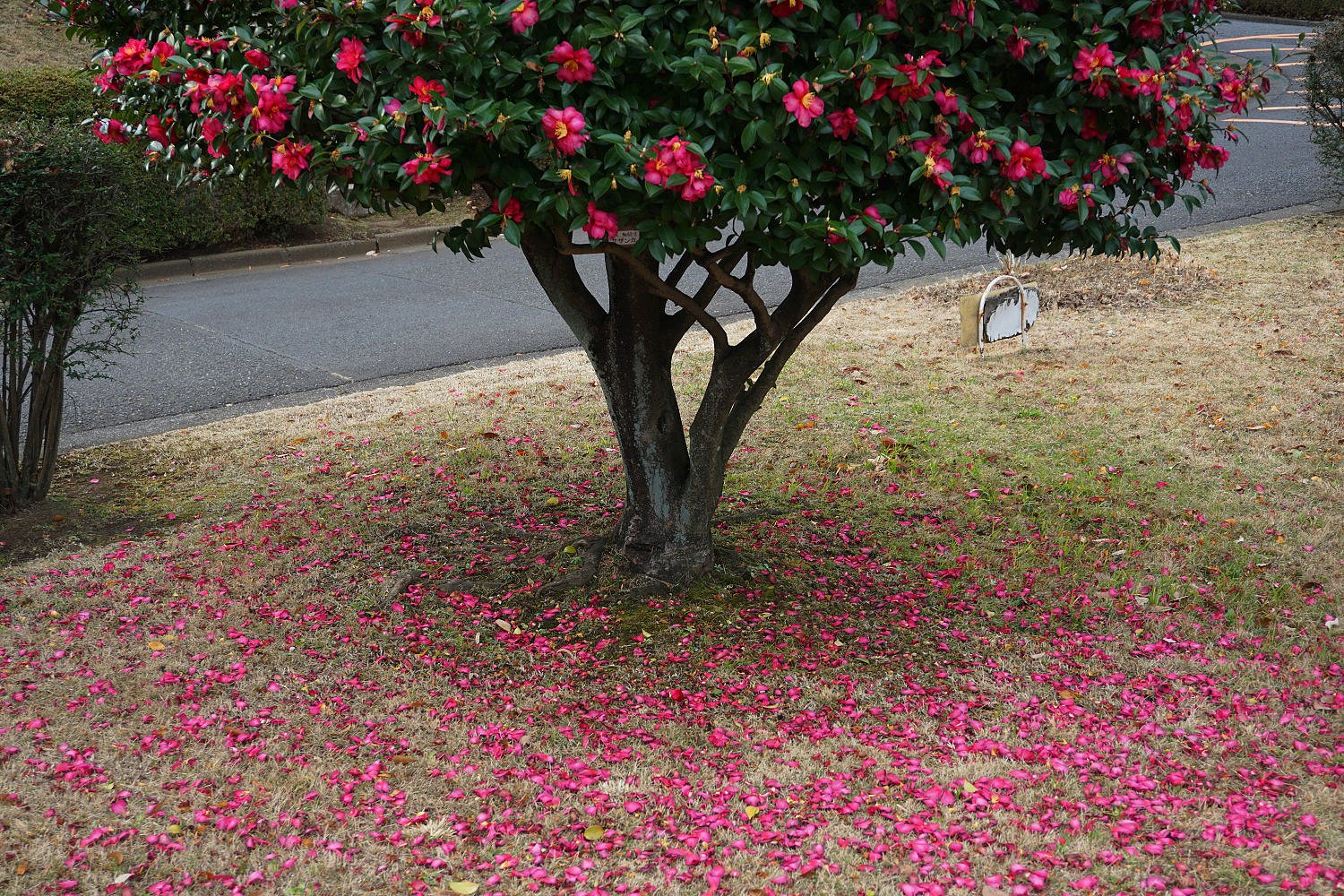 落花